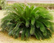 Palmiye Türleri ve Özellikleri