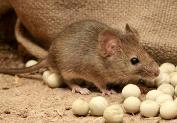 Fare Türleri Nelerdir?