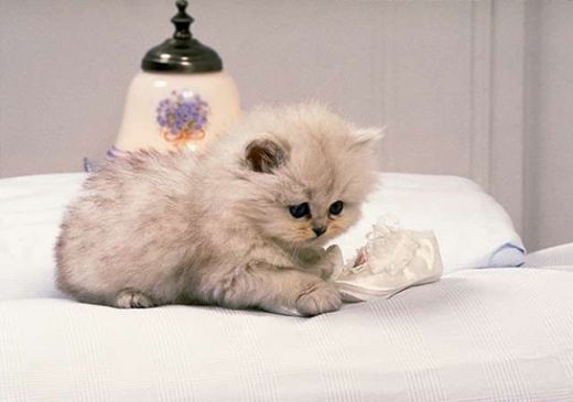 Büyümeyen Kedi Türleri Nelerdir?