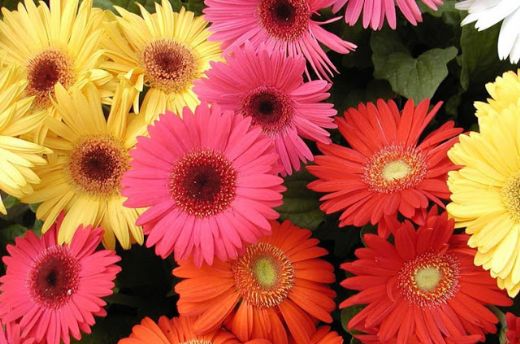 Çiçek Türleri Nelerdir?