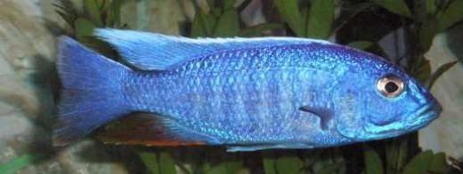 Ciklet Türleri Nelerdir?