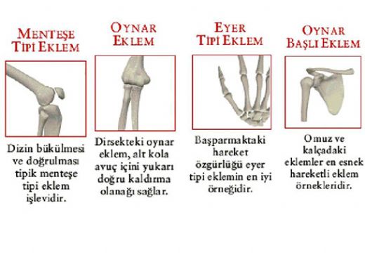Eklem Türleri Nelerdir?