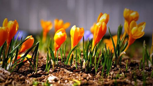 Endemik Bitki Türleri Nelerdir?