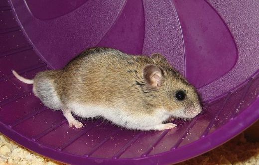 Hamster Türleri Nelerdir?