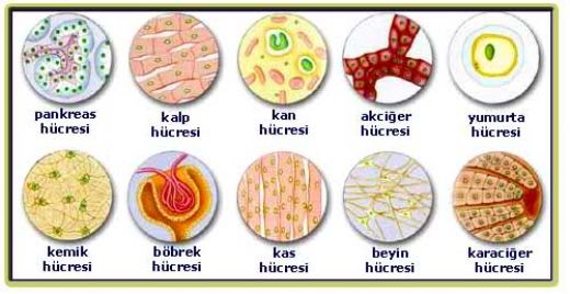 Hücre Türleri Nelerdir?