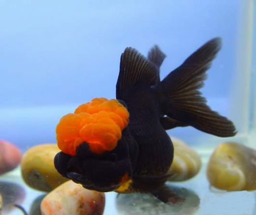 Japon Türleri ve Özellikleri