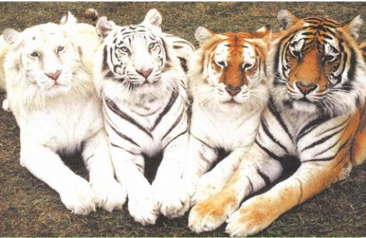 Kaplan Türleri Nelerdir?