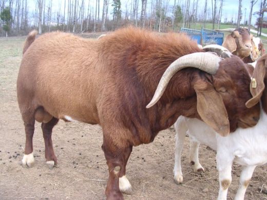 Keçi Türleri Nelerdir?