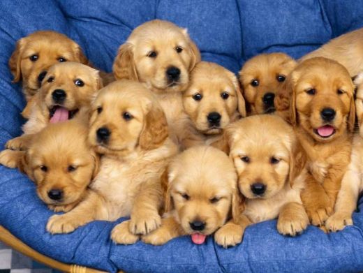 Köpek Türleri Nelerdir?