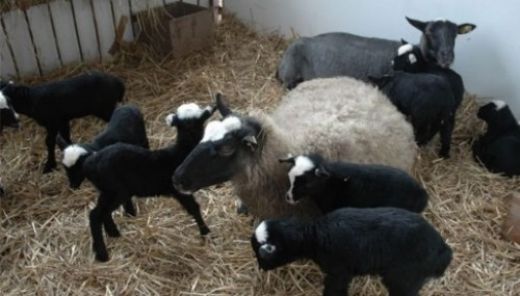 Koyun Türleri Nelerdir?