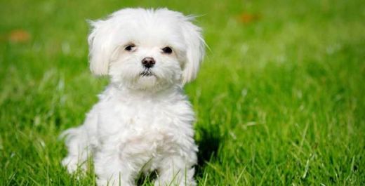 Küçük Köpek Türleri ve Özellikleri