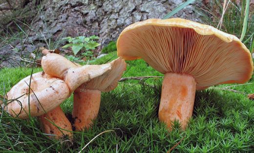 Mantar Türleri Nelerdir?