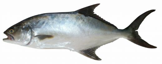 Palamut Türleri Nelerdir?