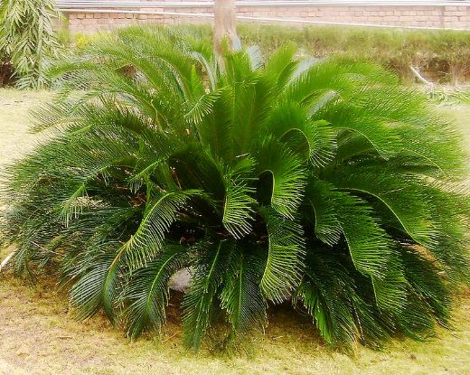 Palmiye Türleri ve Özellikleri