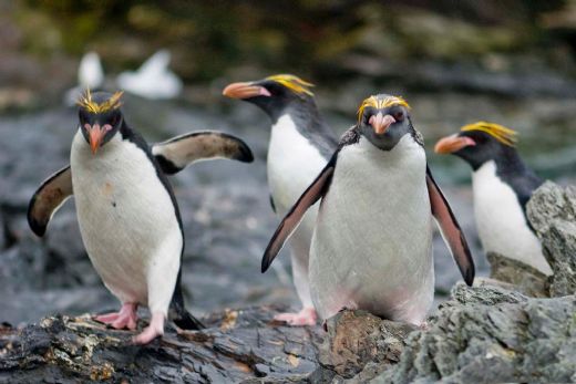 Penguen Türleri Nelerdir?