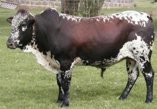 Sığır Türleri Nelerdir?