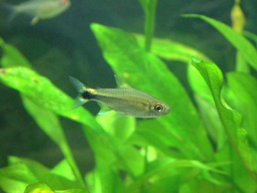 Tetra Türleri Nelerdir?