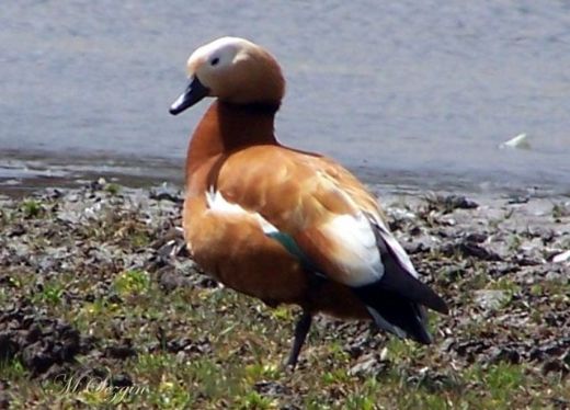 Tür Ayırımı ve Tanımı Nasıl Yapılır?